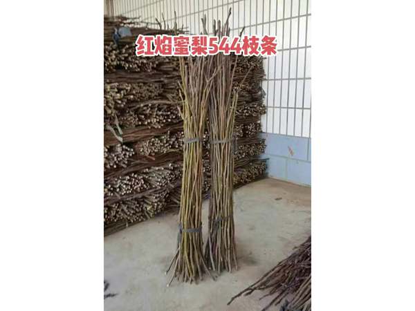 梨品种接穗和种条